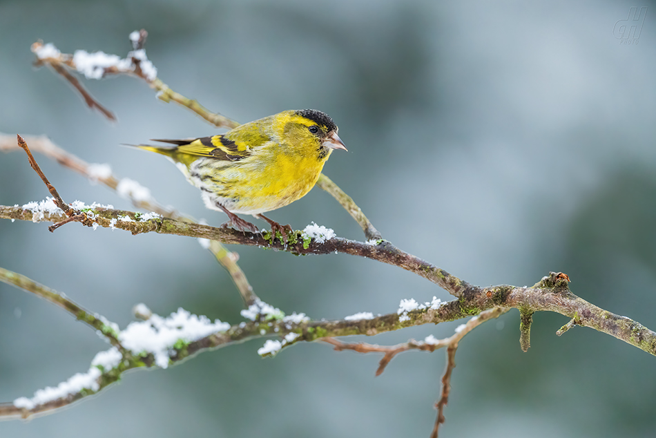 čížek lesní - Carduelis spinus