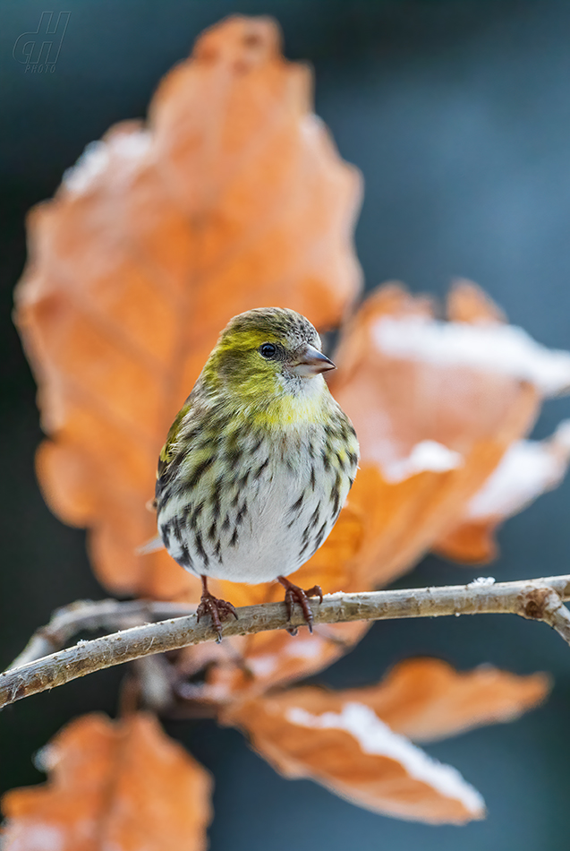 čížek lesní - Carduelis spinus