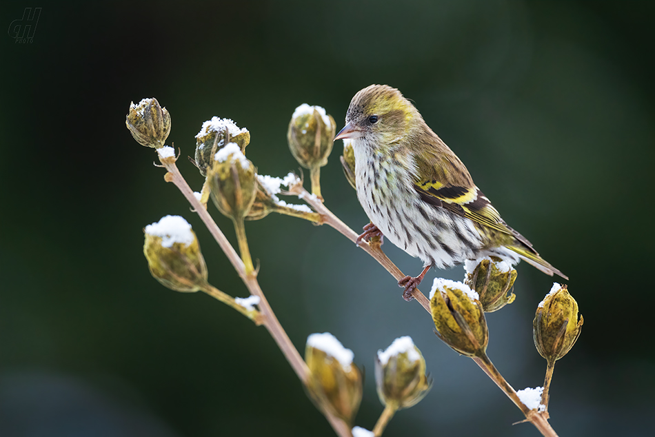 čížek lesní - Carduelis spinus