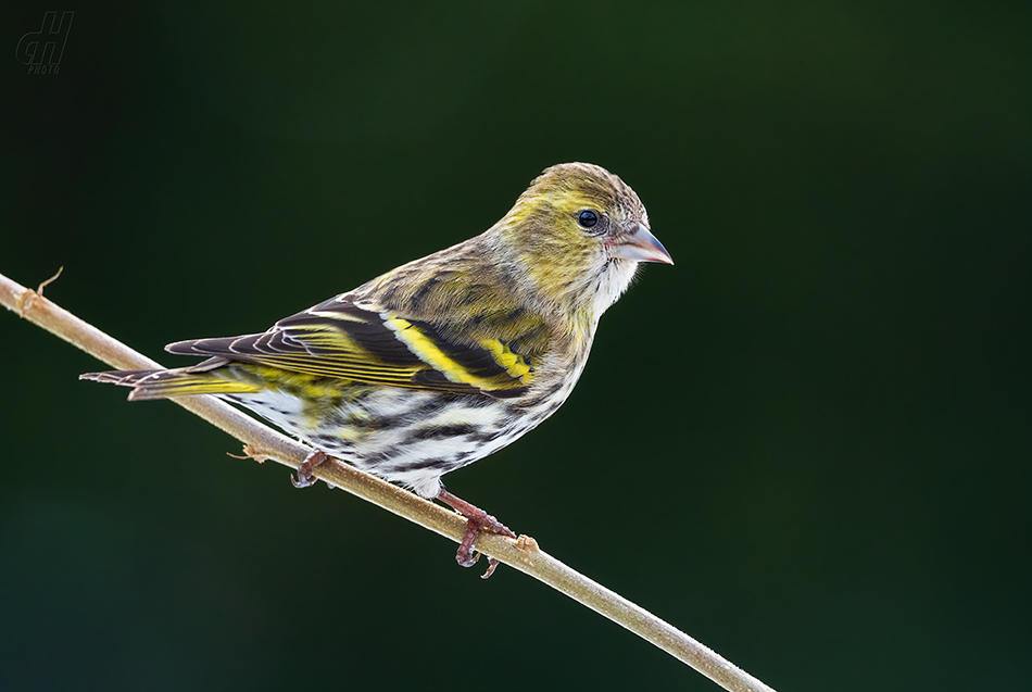 čížek lesní - Carduelis spinus