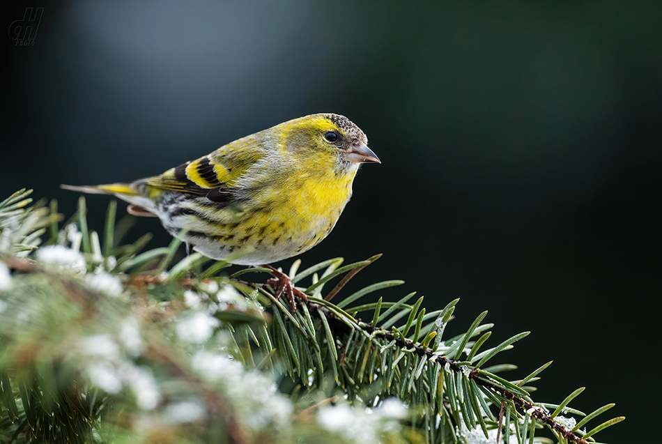 čížek lesní - Carduelis spinus