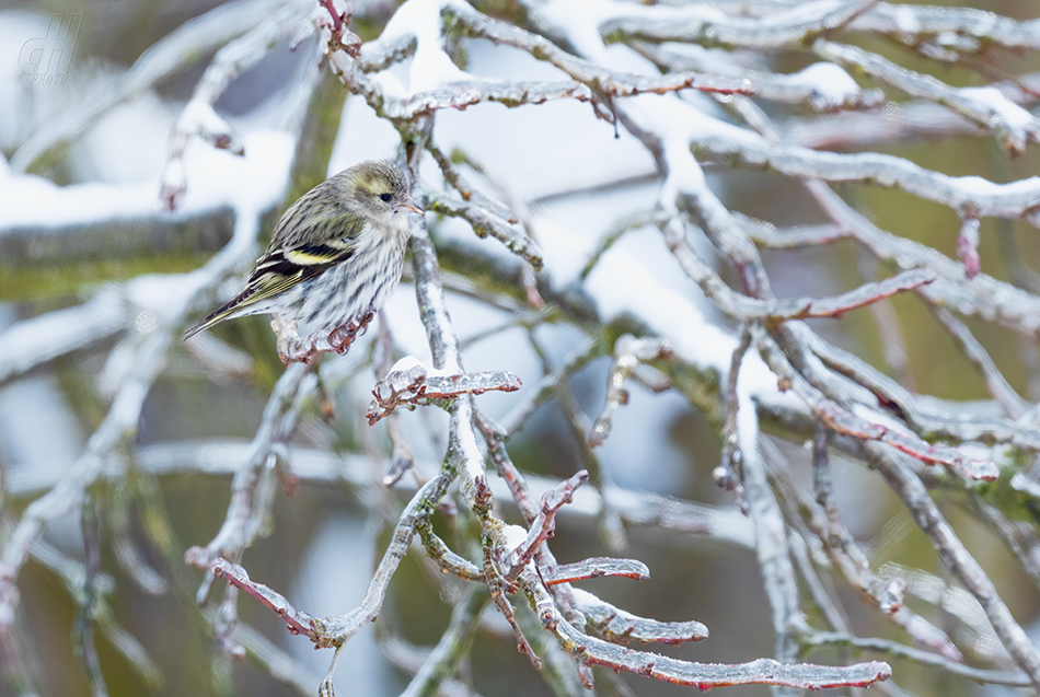 čížek lesní - Carduelis spinus