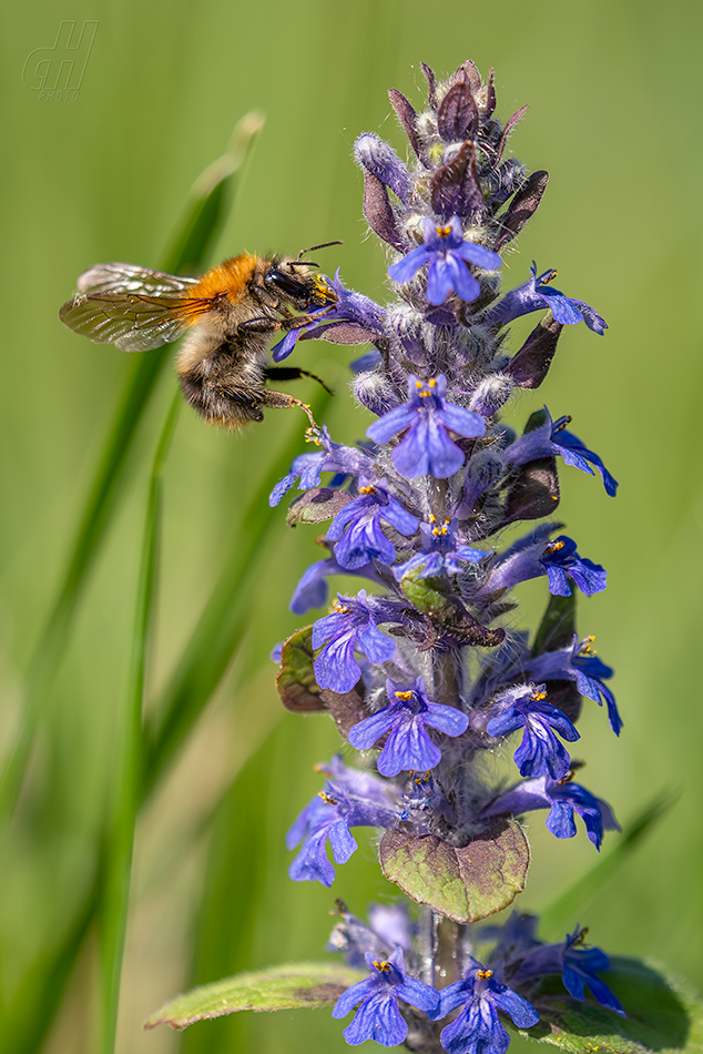 čmelák polní - Bombus pascuorum