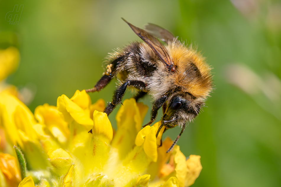 čmelák polní - Bombus pascuorum
