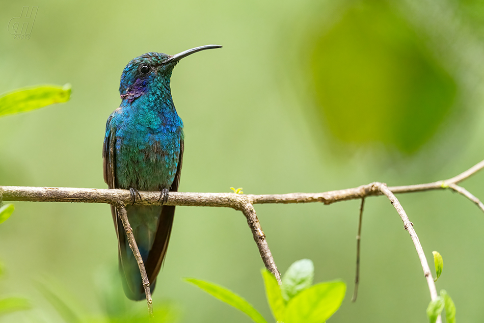 Colibri cyanotus