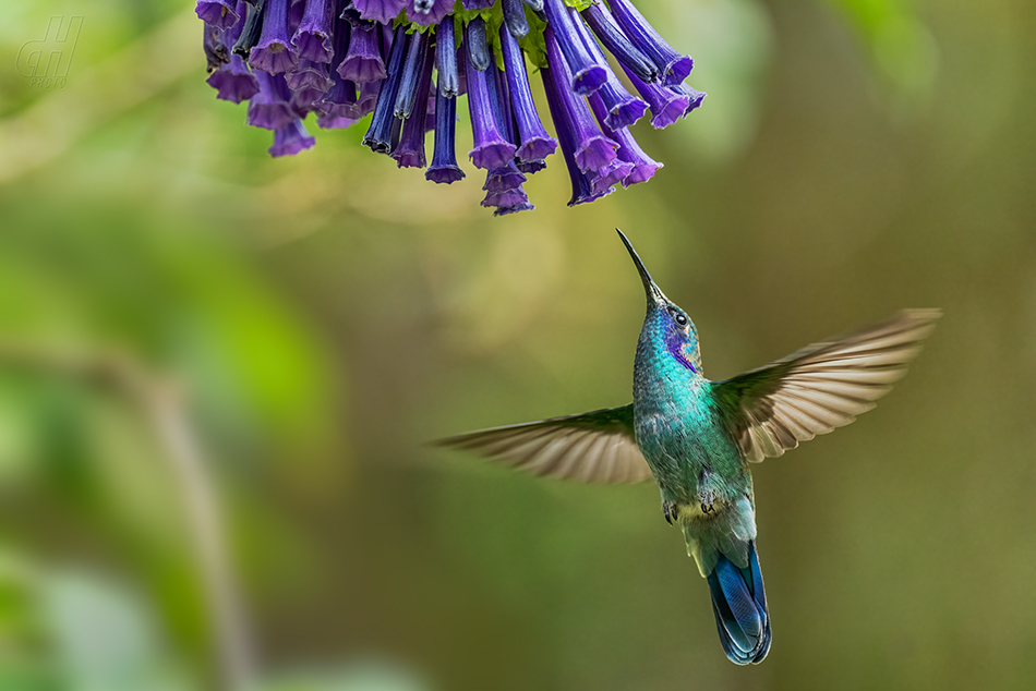 Colibri cyanotus