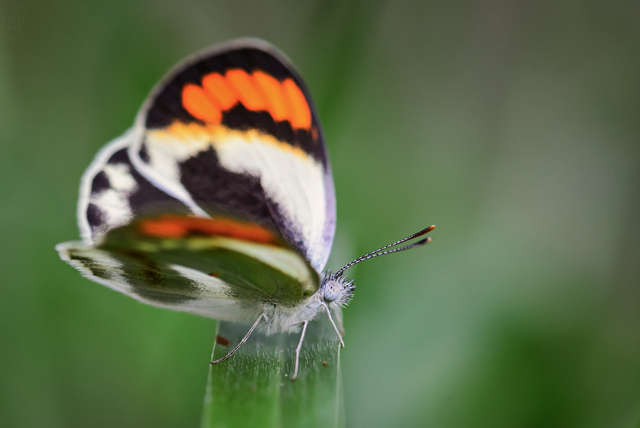 Colotis euippe