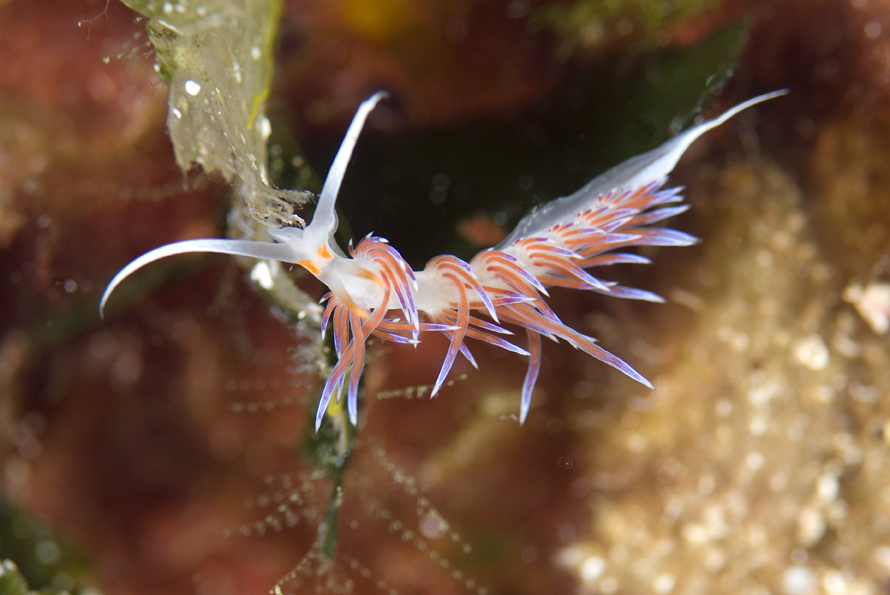 Cratena peregrina
