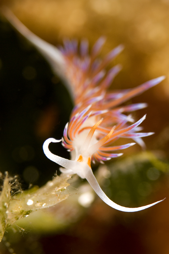 Cratena peregrina
