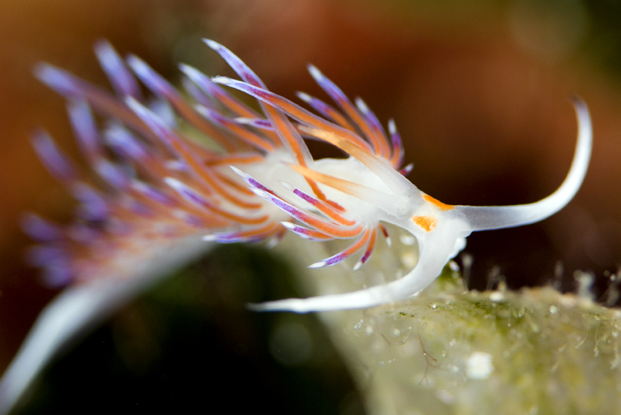 Cratena peregrina