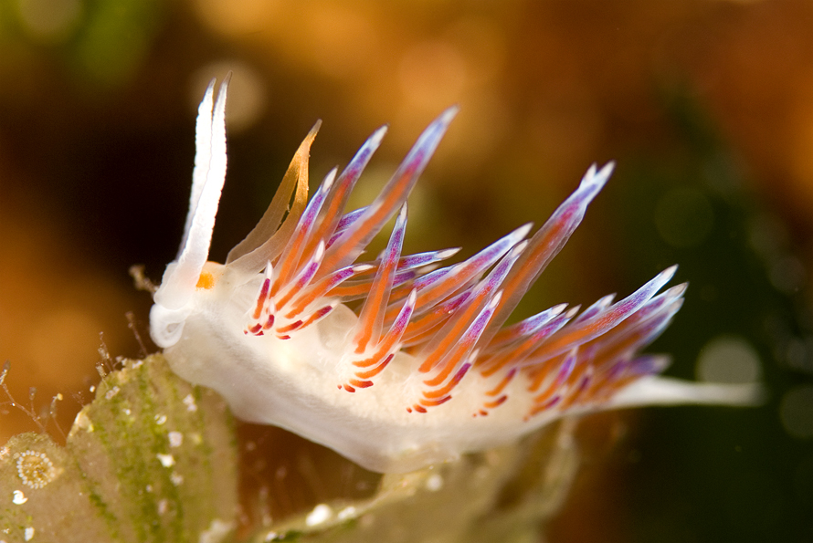 Cratena peregrina