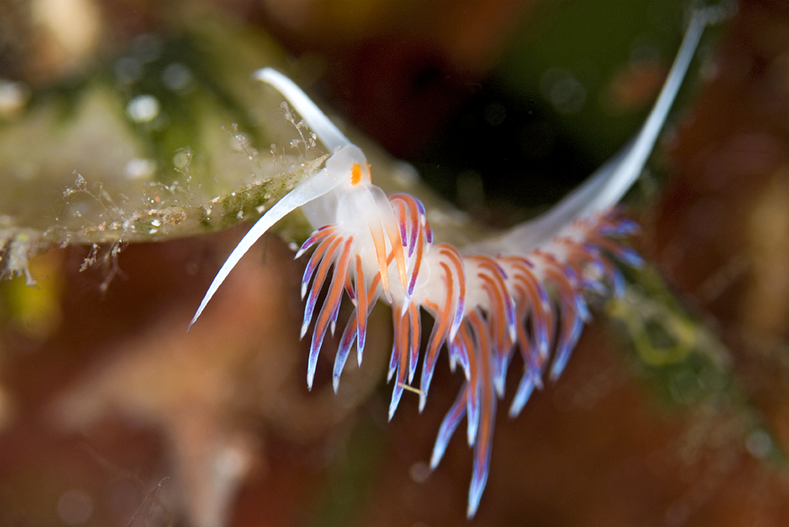 Cratena peregrina