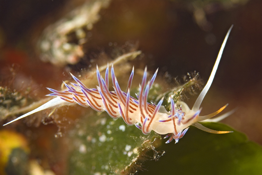 Cratena peregrina