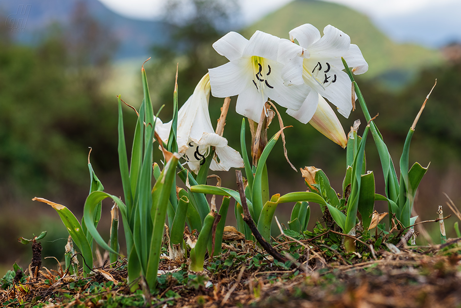 Crinum abyssinicum