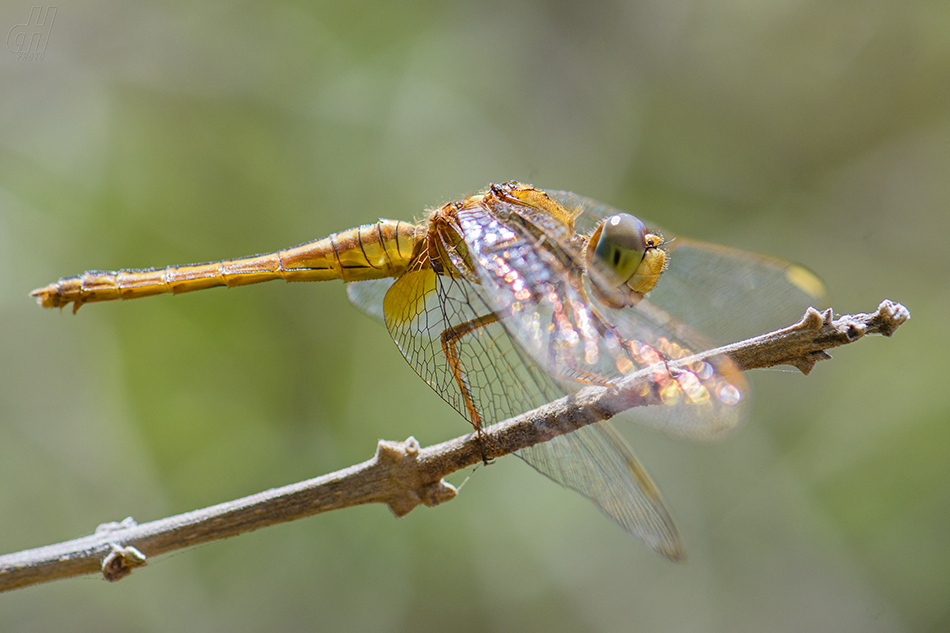 Crocothemis servilia