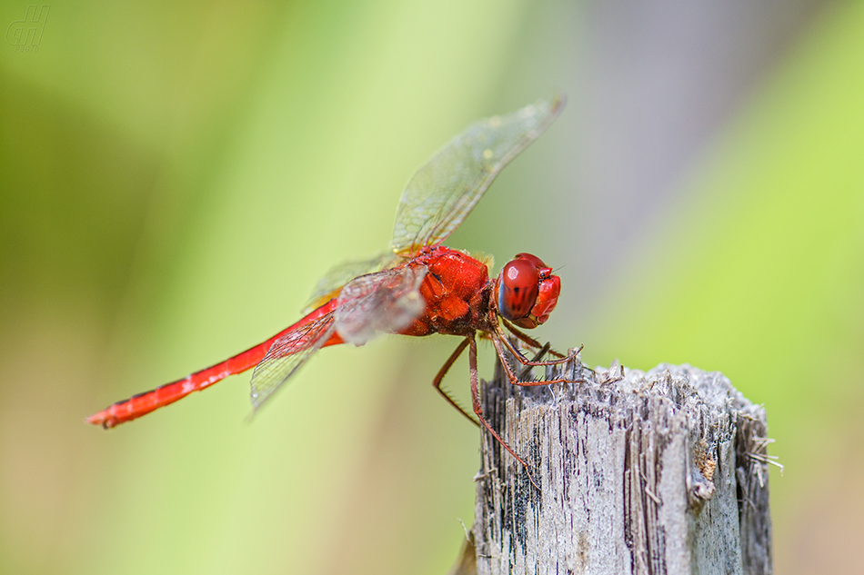 Crocothemis servilia