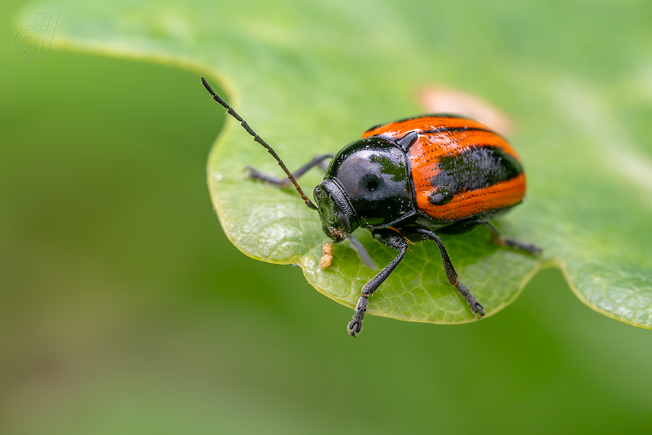 Cryptocephalus bipunctatus