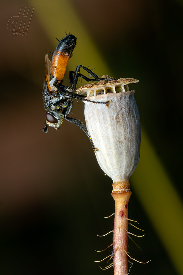Cylindromyia brassicaria