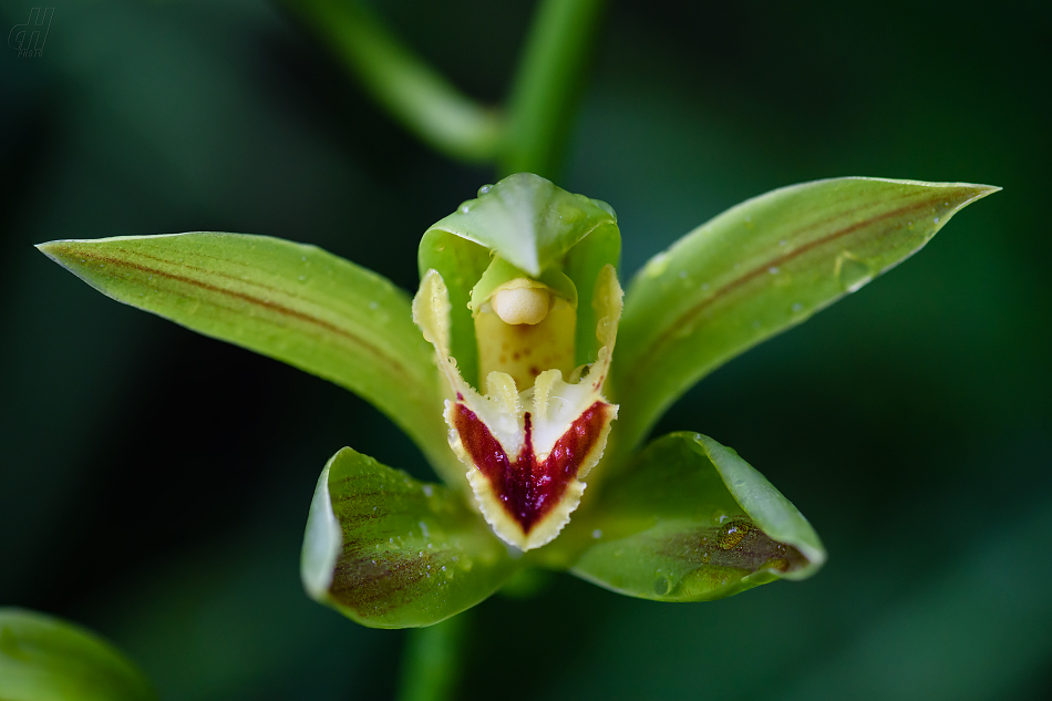 Cymbidium lowianum