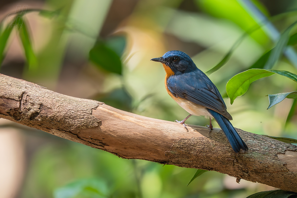 Cyornis whitei 