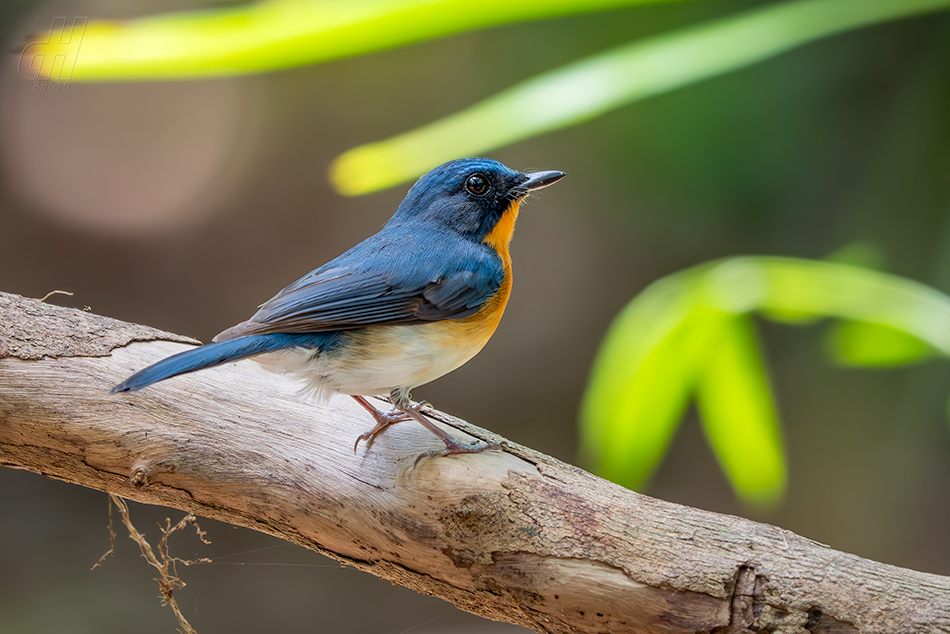 Cyornis whitei 
