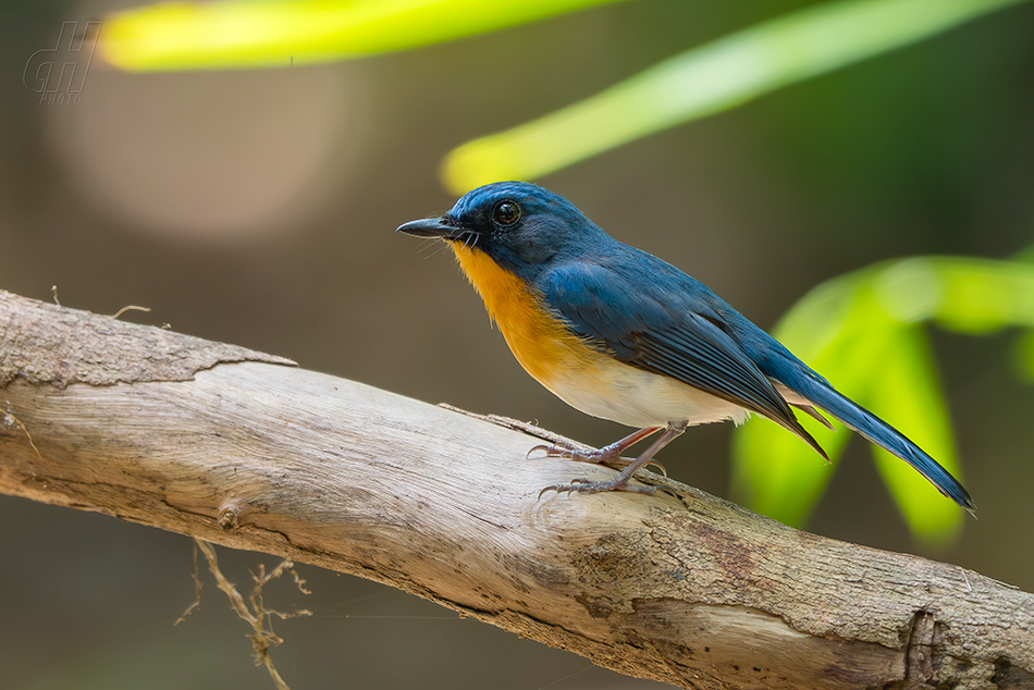 Cyornis whitei 