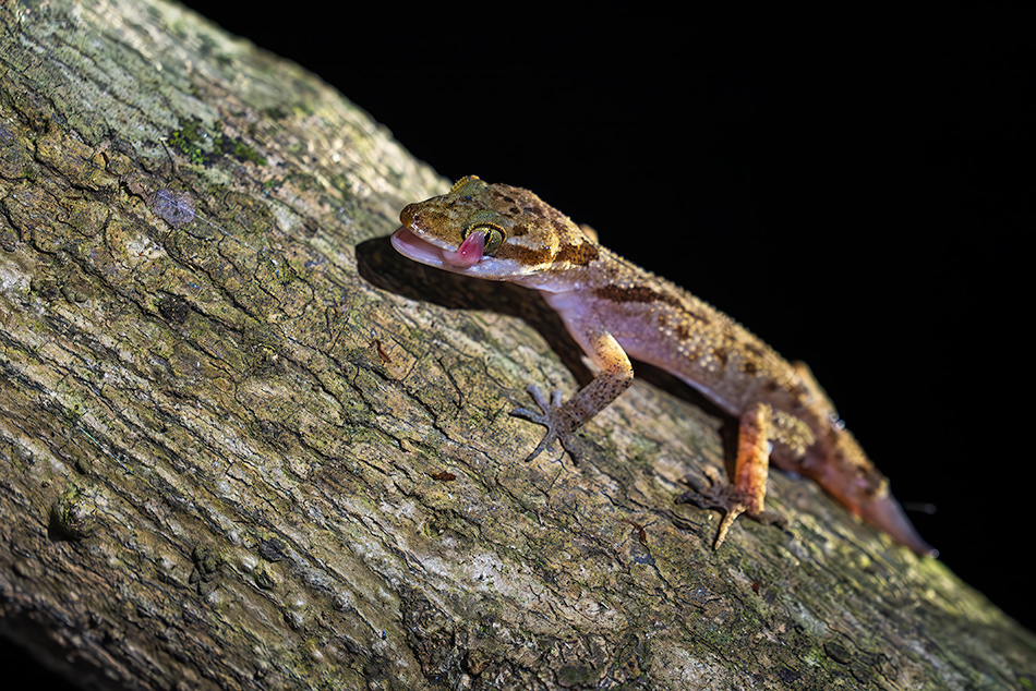 Cyrtodactylus cattienensis