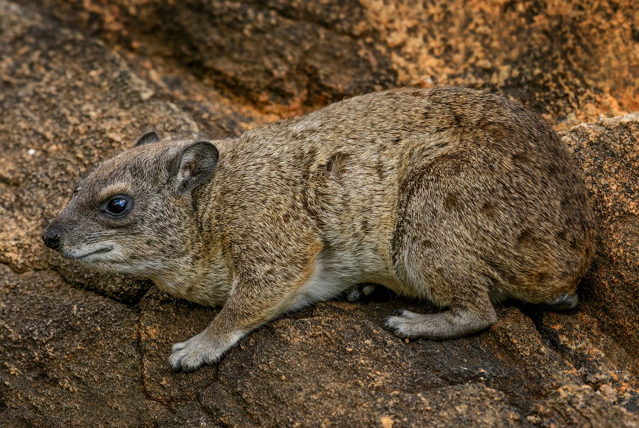 daman skalní - Procavia capensis