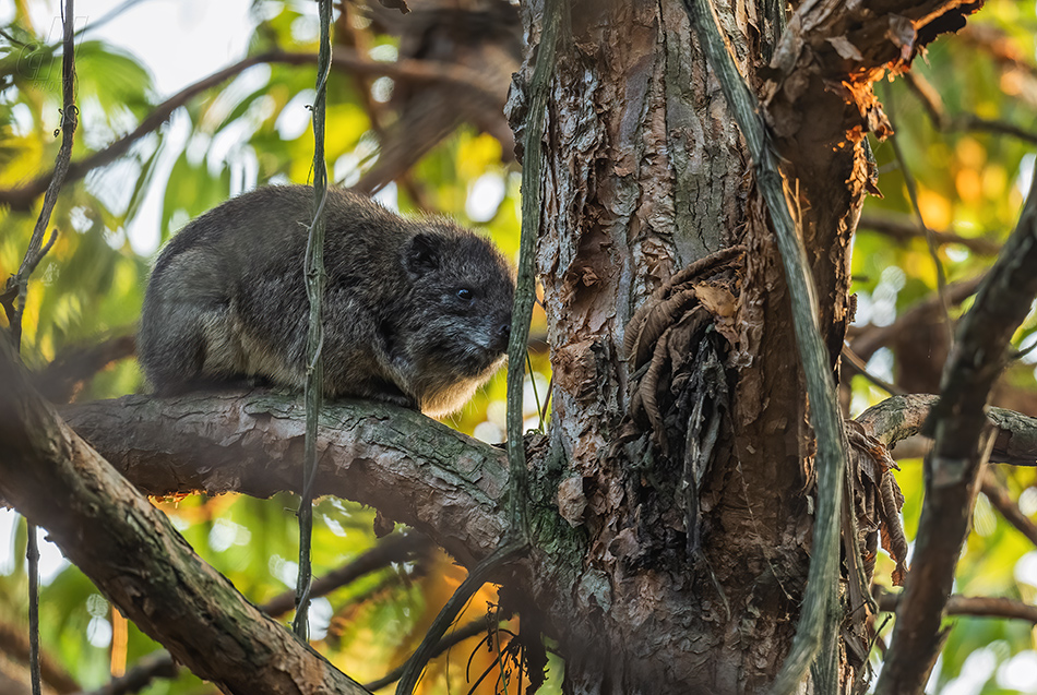 daman stromový - Dendrohyrax arboreus
