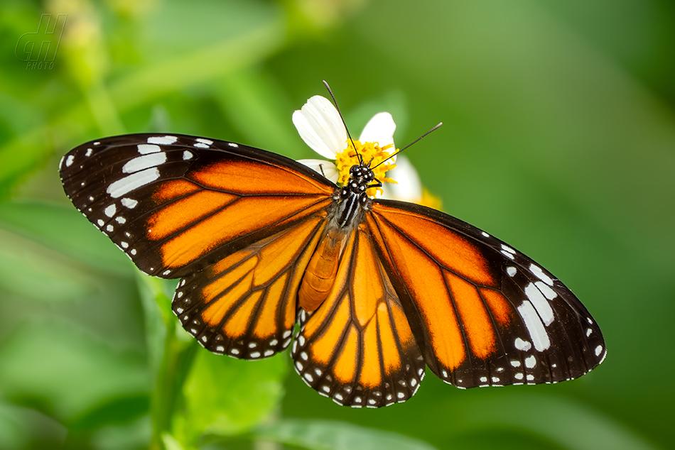 Danaus genutia