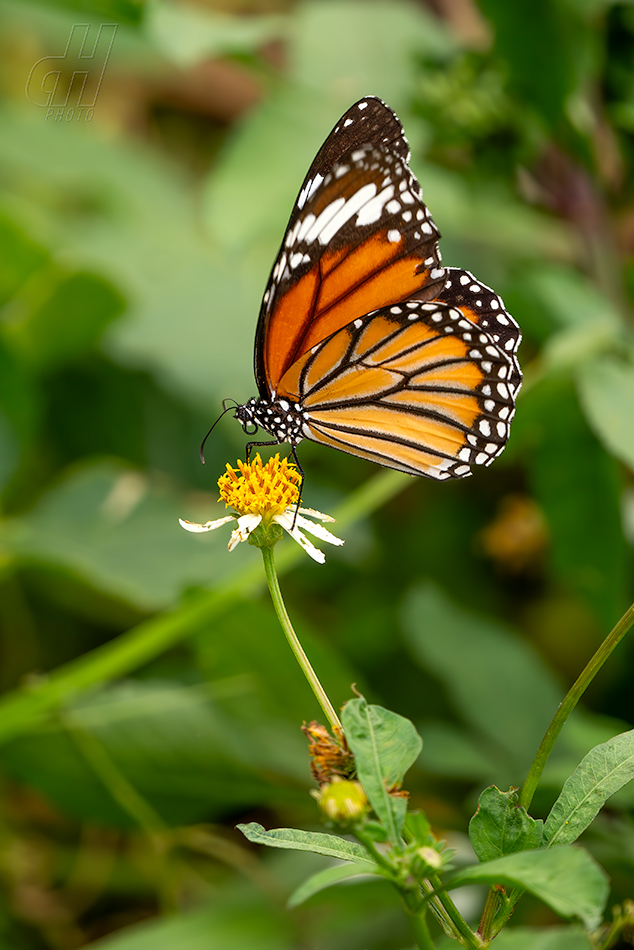 Danaus genutia