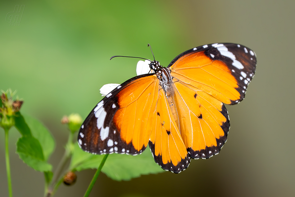 danaus východní - Danaus chrysippus