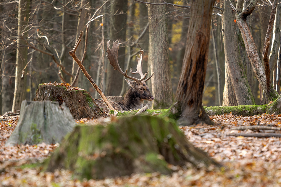 daněk evropský - Dama dama