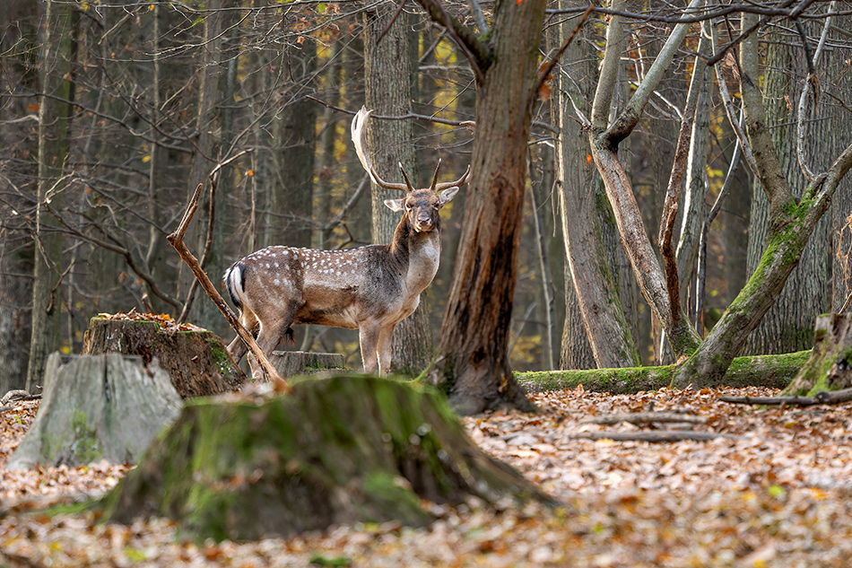daněk evropský - Dama dama
