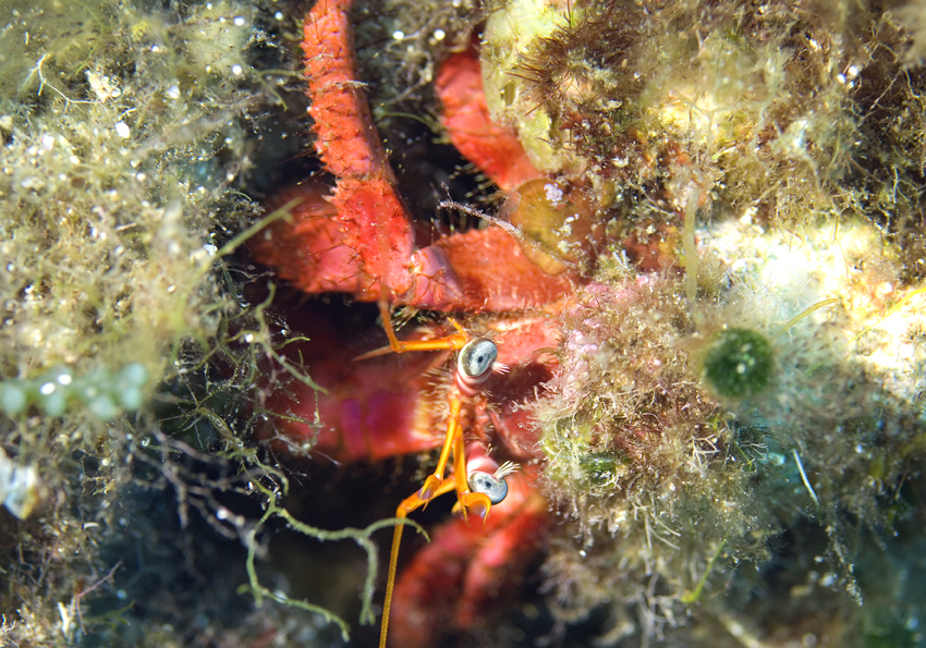Dardanus arrosor