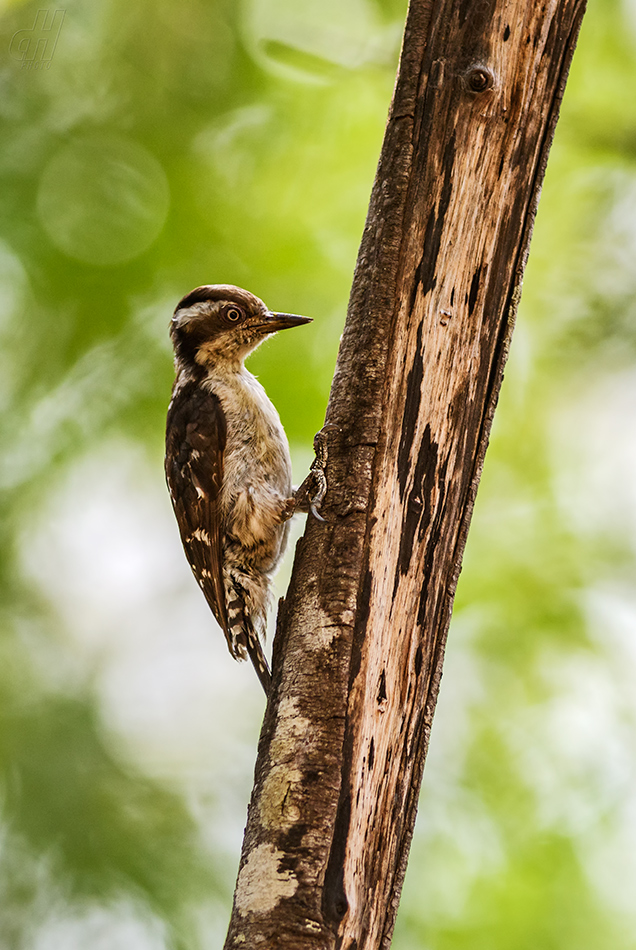 Dendrocopos nanus