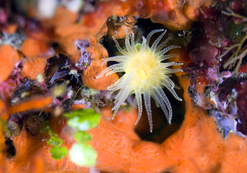 dendrofyla krajková - Astroides calycularis