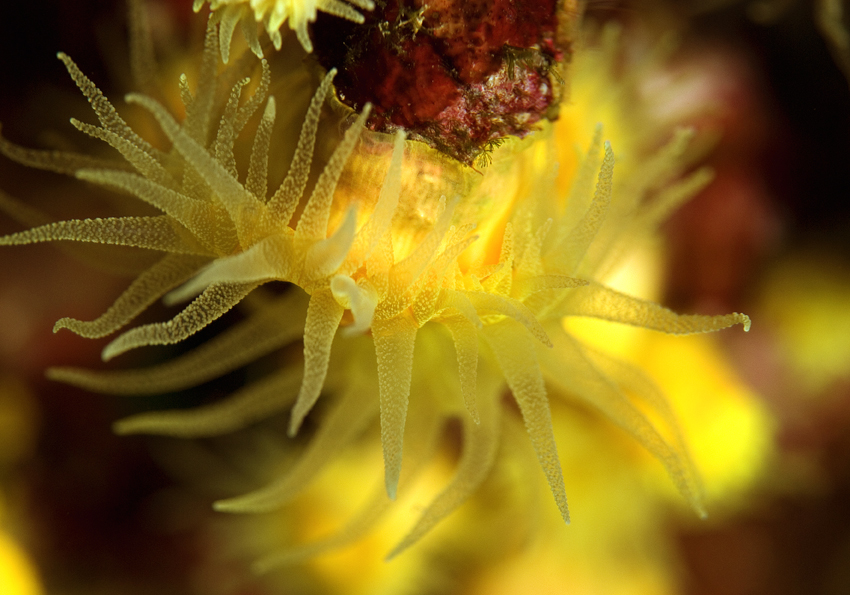 dendrofyla krajková - Astroides calycularis