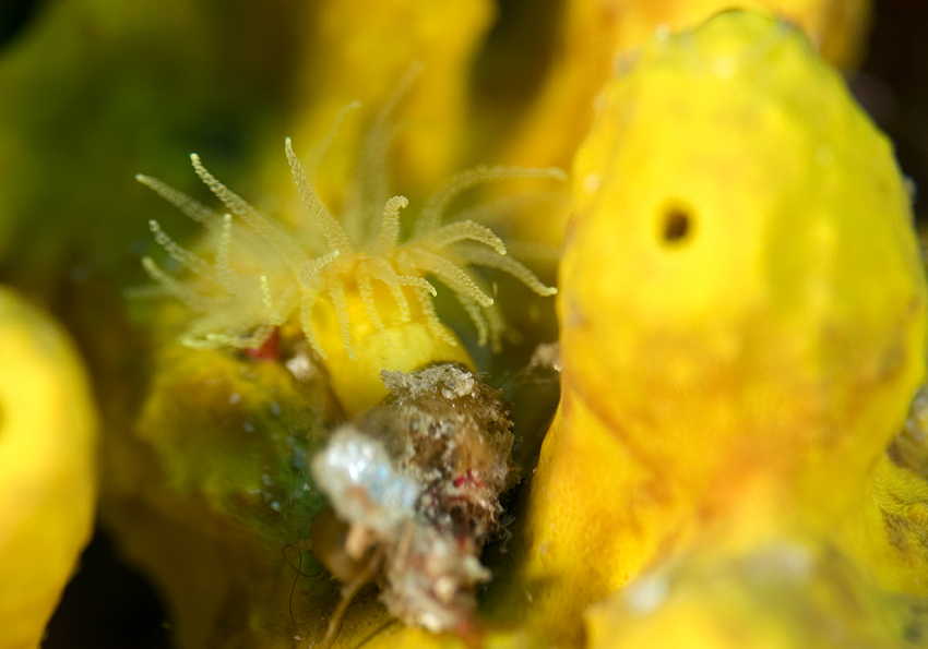 dendrofyla krajková - Astroides calycularis