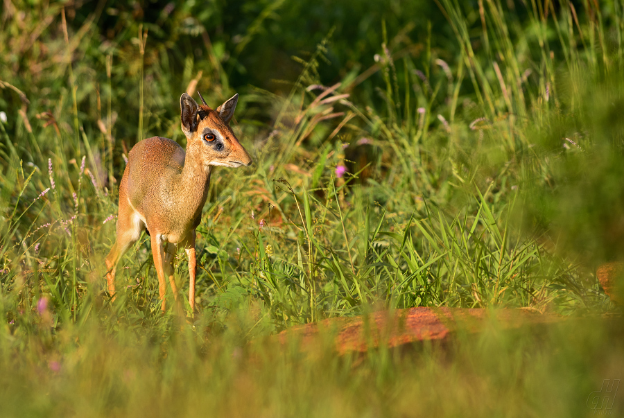 dikdik Kirkův - Madoqua kirkii