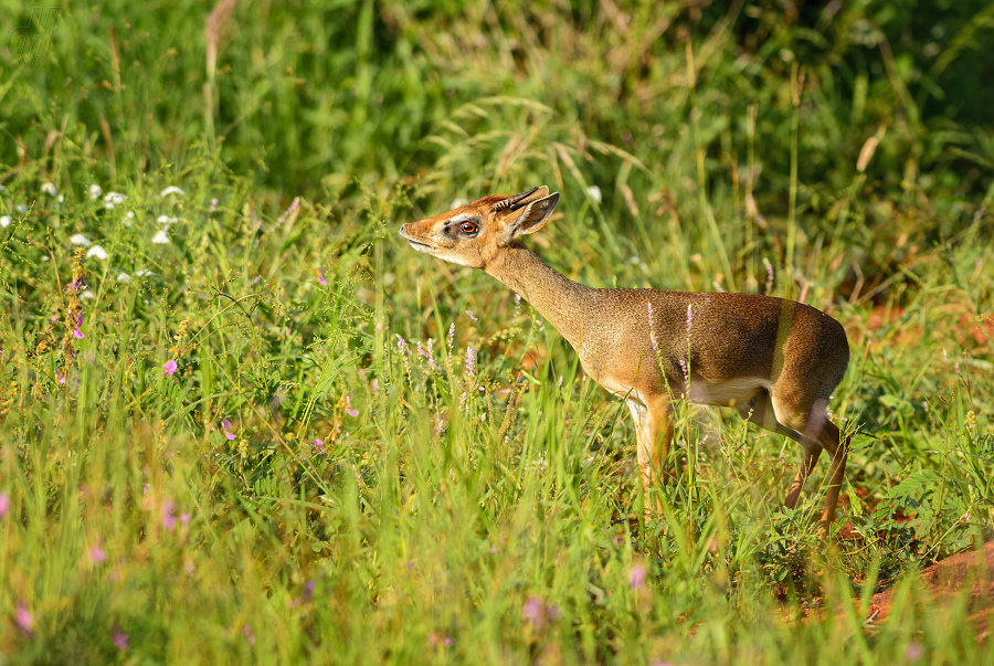 dikdik Kirkův - Madoqua kirkii