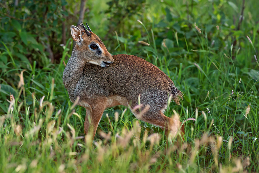 dikdik Kirkův - Madoqua kirkii