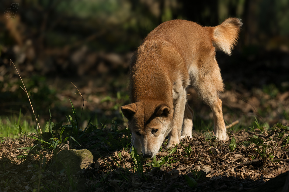 dingo pralesní - Canis lupus hallstromi