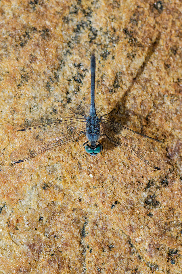 Diplacodes trivialis