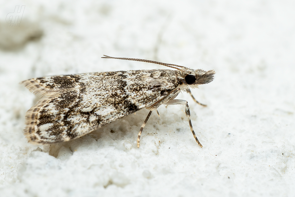 Dipleurina lacustrata