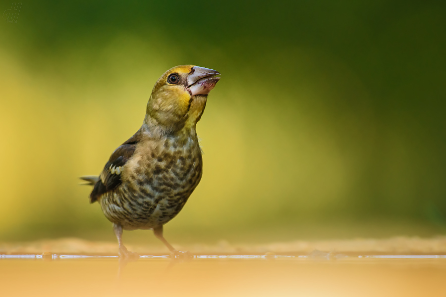 dlask tlustozobý - Coccothraustes coccothraustes