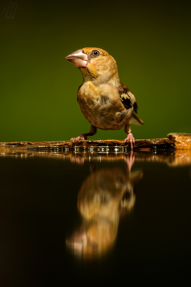 dlask tlustozobý - Coccothraustes coccothraustes