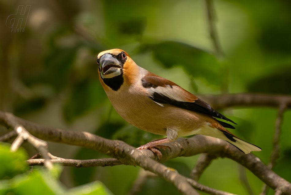 dlask tlustozobý - Coccothraustes coccothraustes