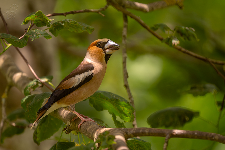 dlask tlustozobý - Coccothraustes coccothraustes
