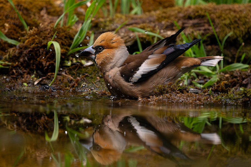dlask tlustozobý - Coccothraustes coccothraustes